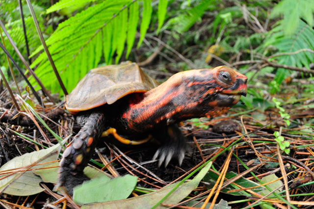 リュウキュウヤマガメ
