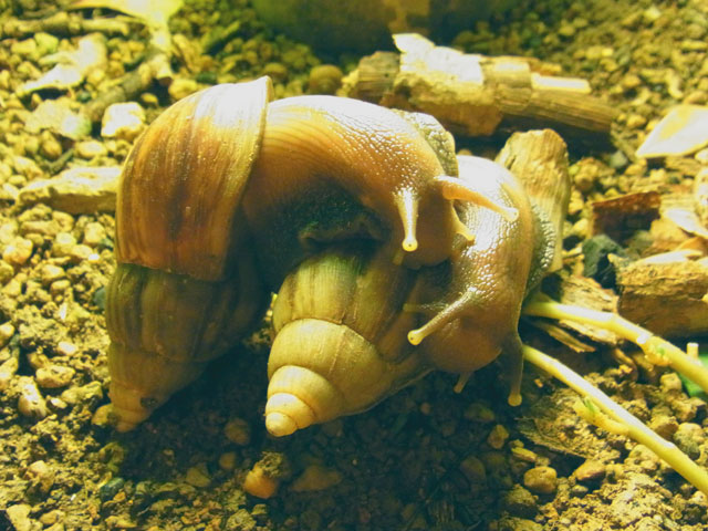 アフリカマイマイ