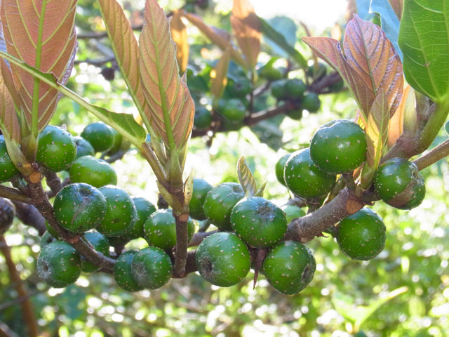 アカメイヌビワ実