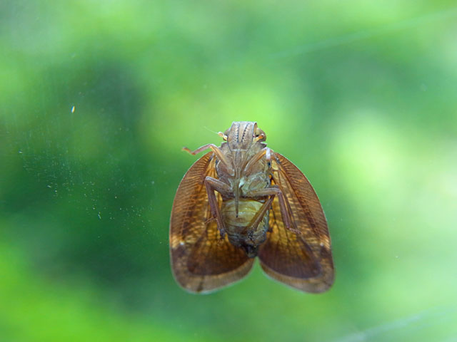 オキナワハゴロモモドキ？