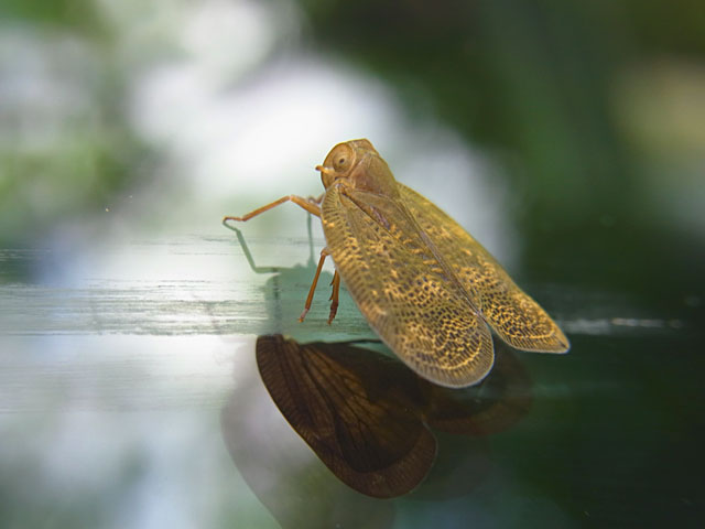 オキナワハゴロモモドキ？