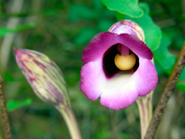 ナンバンギセル