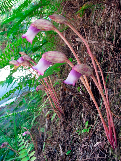 ナンバンギセル