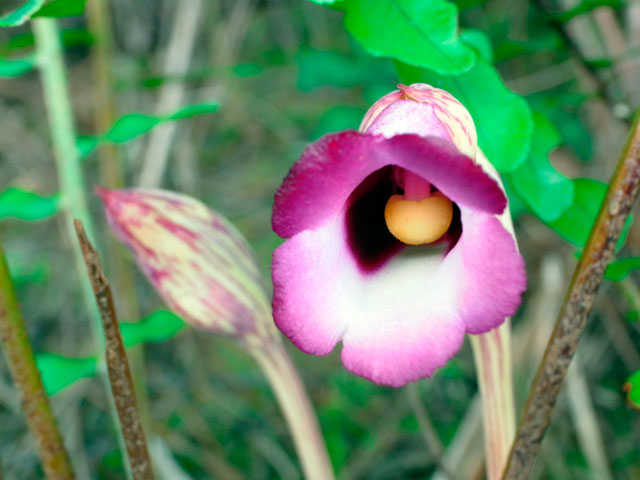 ナンバンギセル