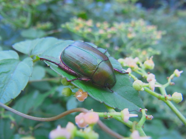 アオドウガネ？