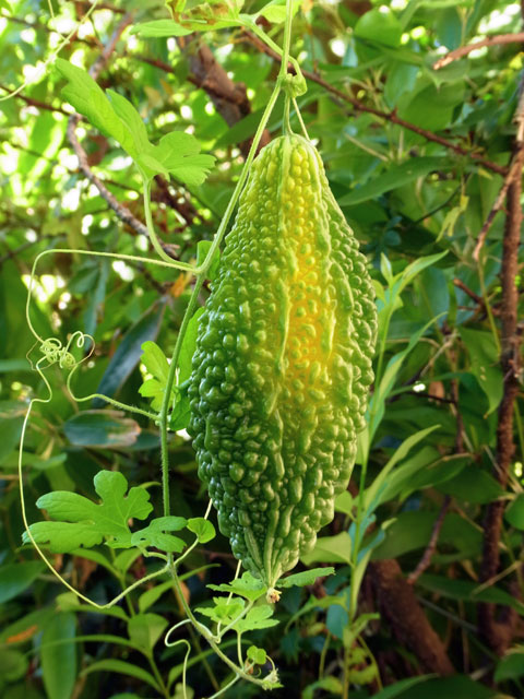 ゴーヤ＝ニガウリ＝ツルレイシ