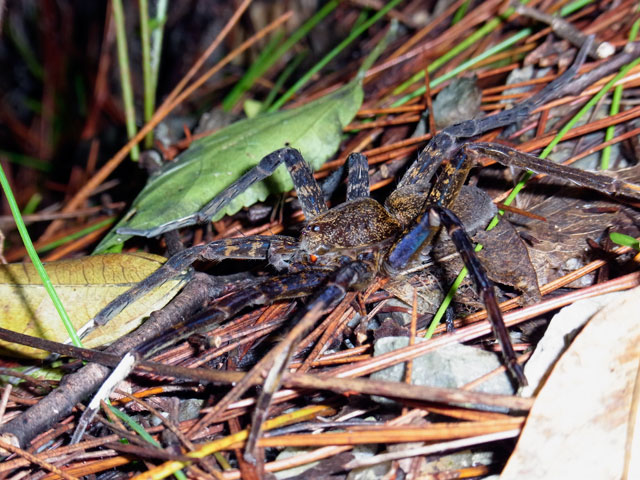 オオハシリグモ