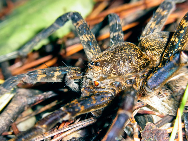 オオハシリグモ