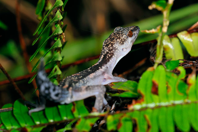 クロイワトカゲモドキ
