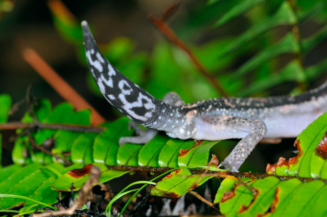 クロイワトカゲモドキ