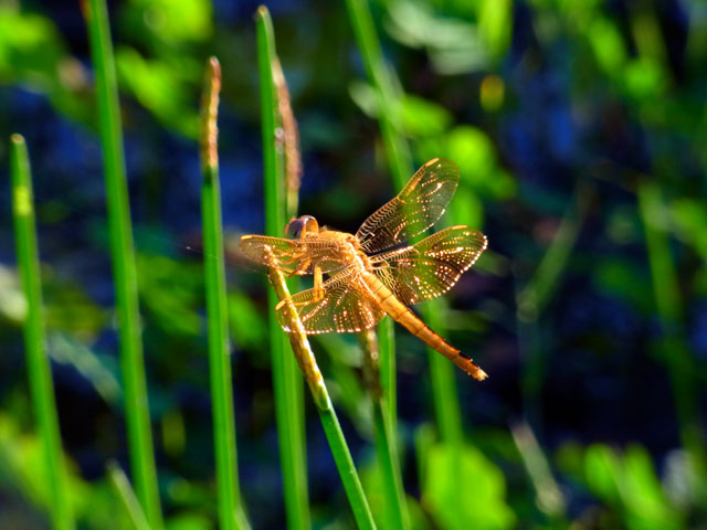 タイリクショウジョウトンボ