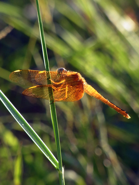 タイリクショウジョウトンボ