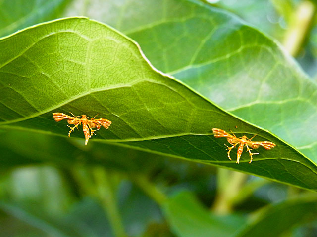 シラホシトリバ？