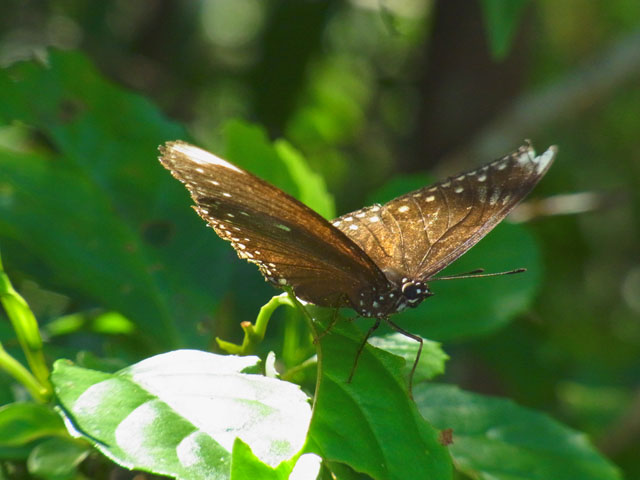 ヤエヤマムラサキ