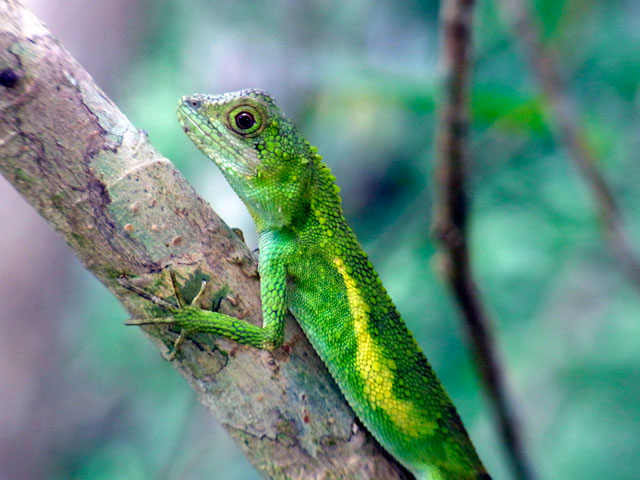 オキナワキノボリトカゲ雄