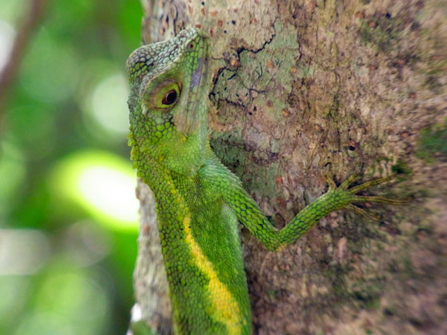 オキナワキノボリトカゲ雄