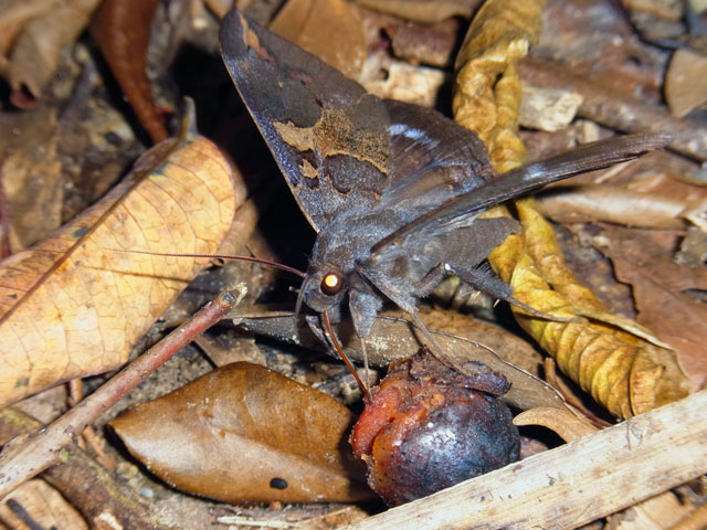 オオルリオビクチバ→サビモンルリオビクチバ