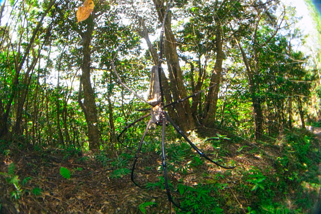 オオジョロウグモ雌（黒化型）