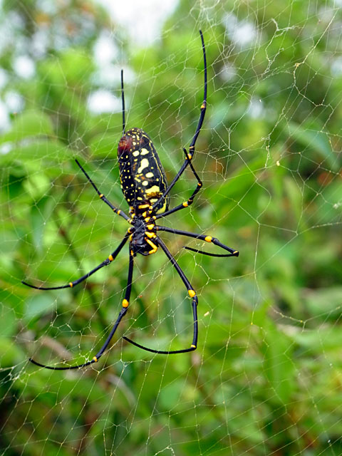 オオジョロウグモ雌