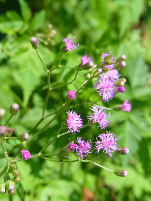 ムラサキムカシヨモギ