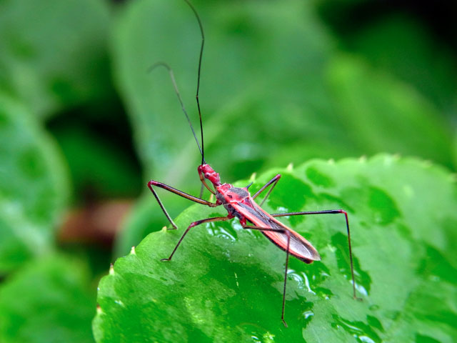 キベリヒゲナガサシガメ