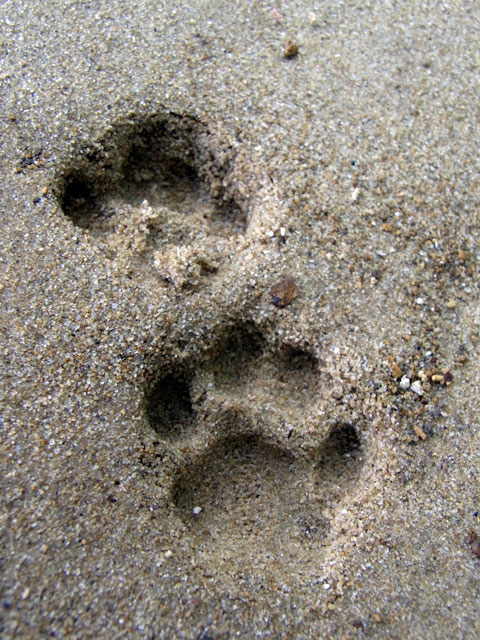 イリオモテヤマネコ足跡（2009年4月6日西表島撮影）