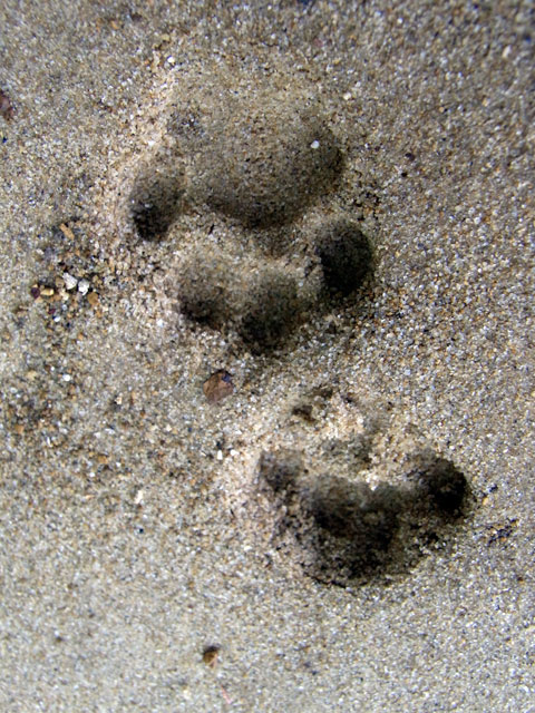 イリオモテヤマネコ足跡