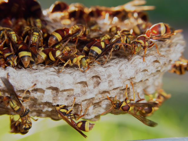 オキナワチビアシナガバチ巣
