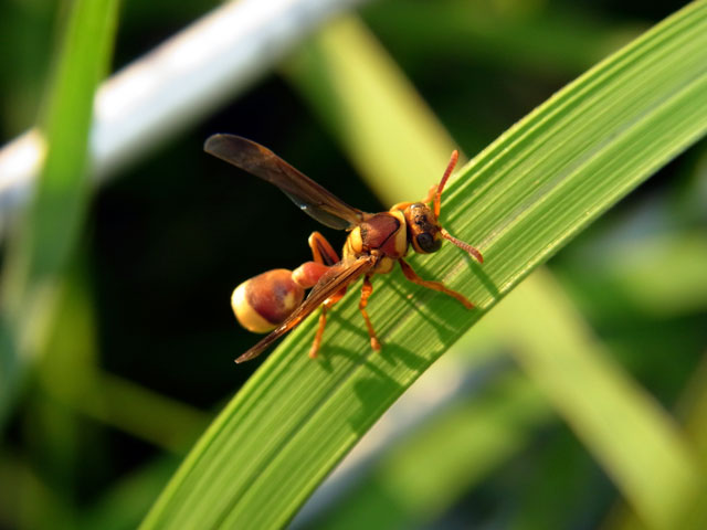 オキナワチビアシナガバチ