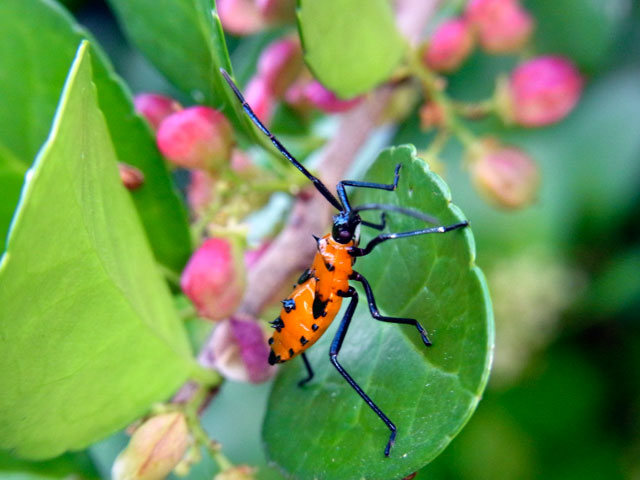 フタスジハリカメムシ幼虫