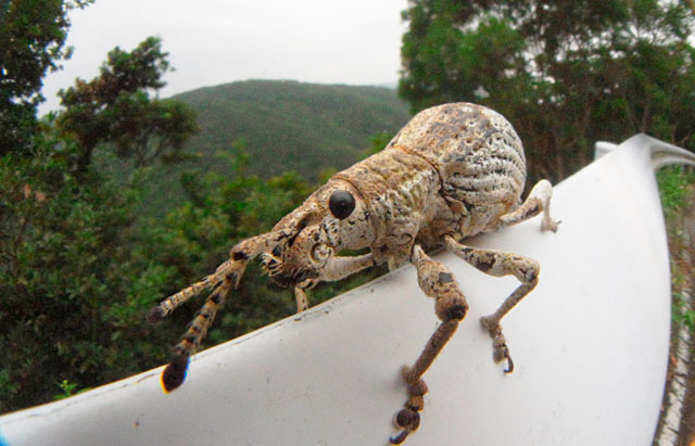 オキナワクワゾウムシ