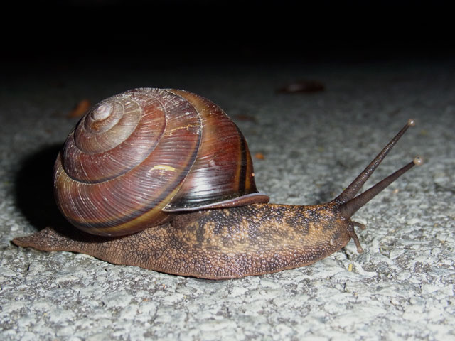 ヤンバルマイマイ