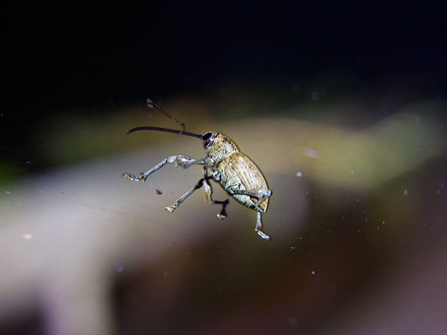 シイシギゾウムシ