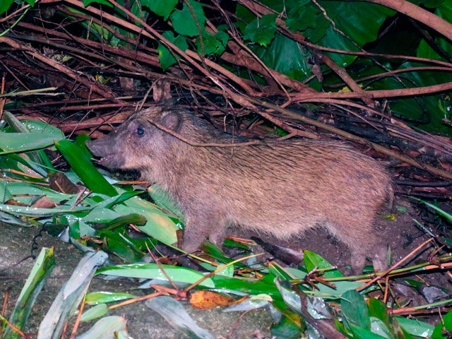 リュウキュウイノシシ