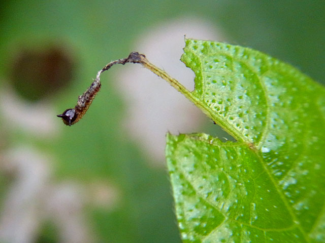 イシガケチョウ1齢幼虫