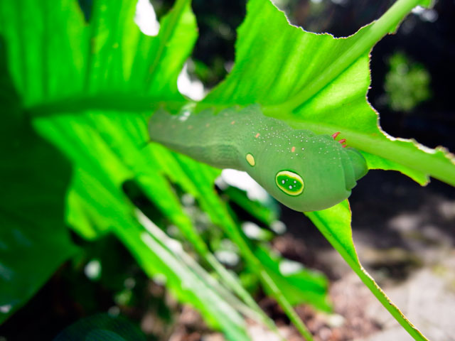 ミドリスズメ幼虫→シタベニセスジスズメ幼虫
