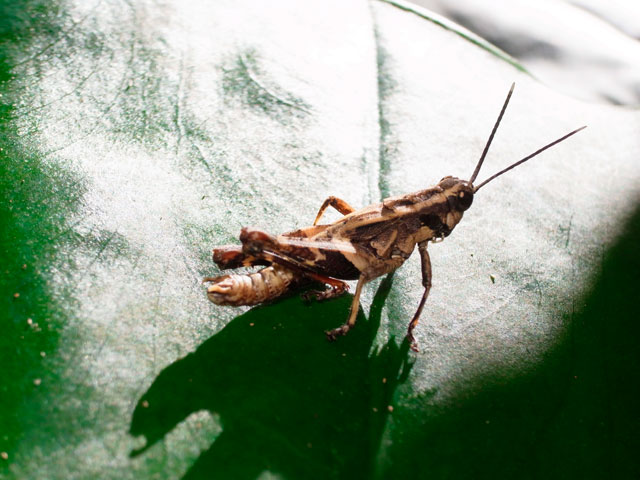 オキナワモリバッタ