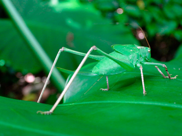 タイワンクツワムシ幼虫