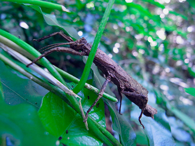 コブナナフシ雌