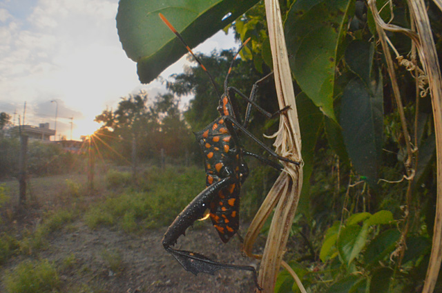 アシビロヘリカメムシ