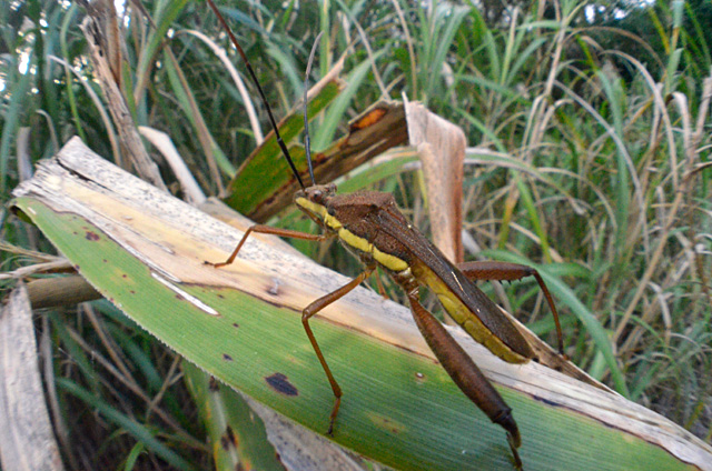 キスジホソヘリカメムシ