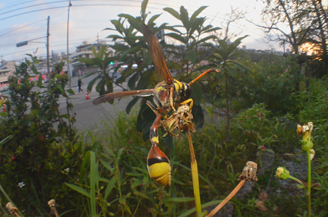 クロスジスズバチ