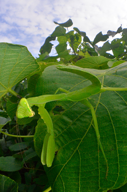 ハラビロカマキリ幼虫