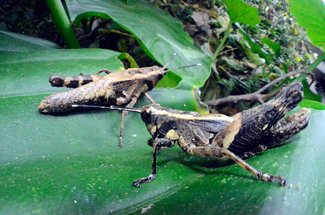 オキナワモリバッタ雄（手前）と雌成虫