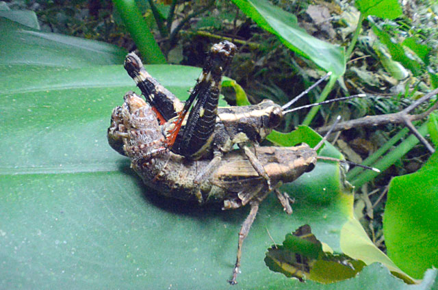 オキナワモリバッタ交尾ペア