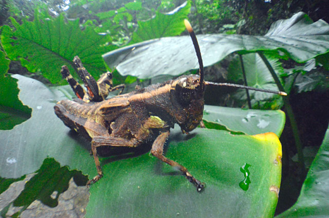 オキナワモリバッタ交尾ペア