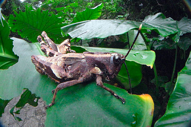 オキナワモリバッタ交尾ペア