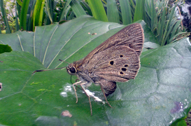 クロボシセセリ吸い戻し行動