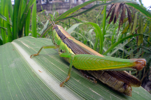 タイワンハネナガイナゴ