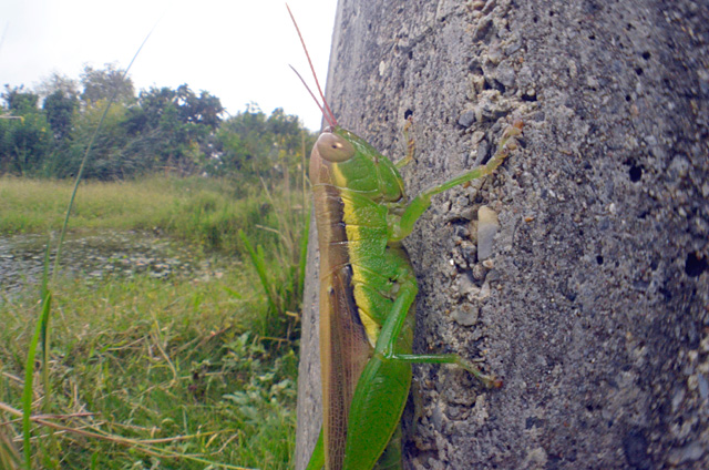 タイワンハネナガイナゴ